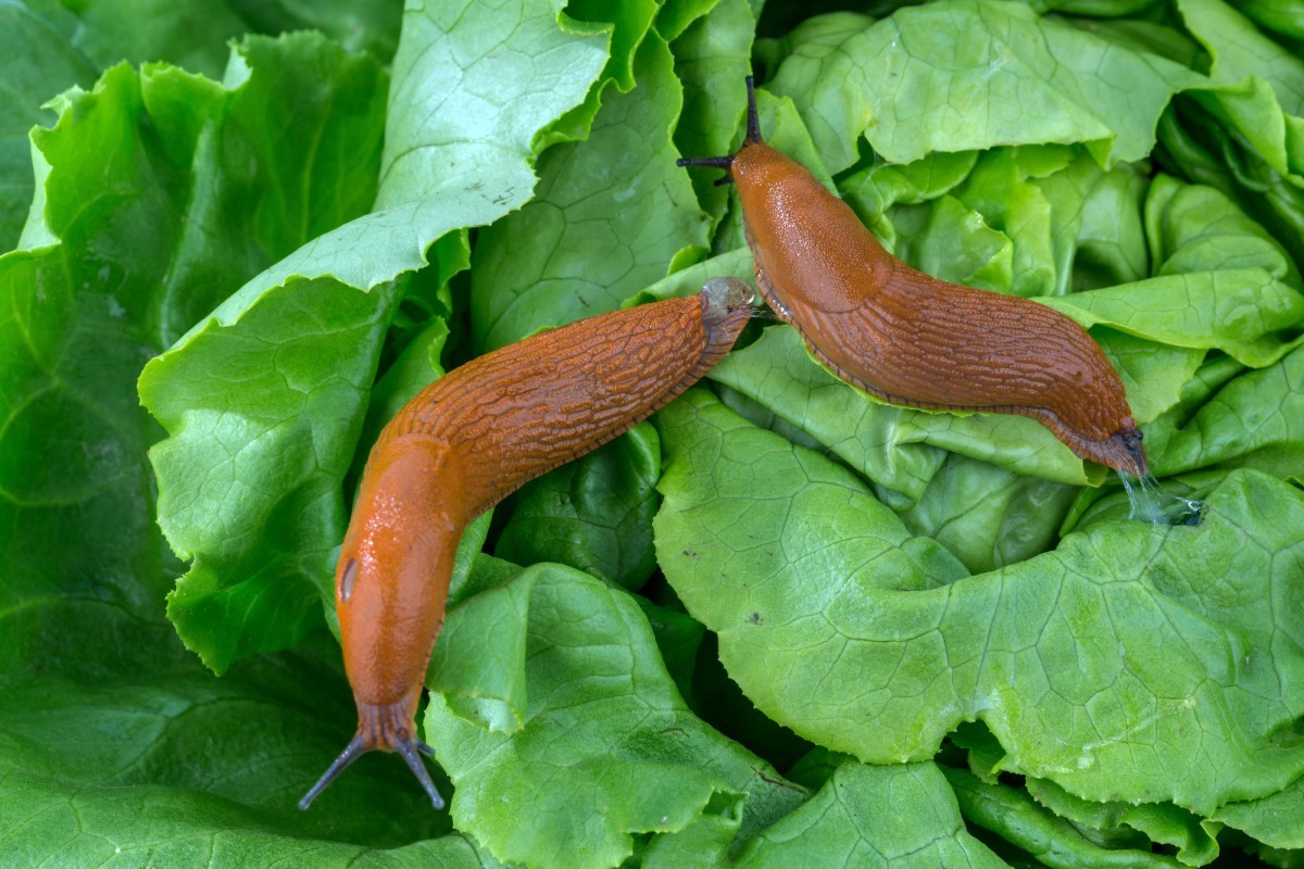 Comment se débarrasser des vers et autres bestioles des salades ?