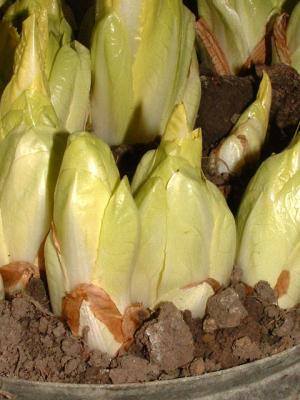 Naissance et culture de l'endive ou chicon