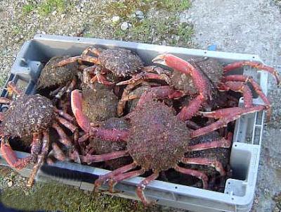 Araignée de mer