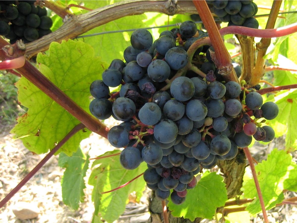 Langage du vin (a)