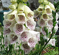 Digitale à grandes fleurs