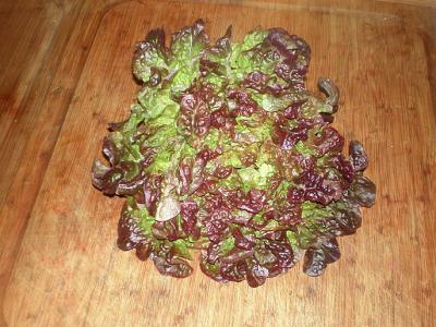 Laitue feuille de chêne