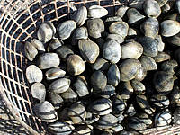 Coquillages
