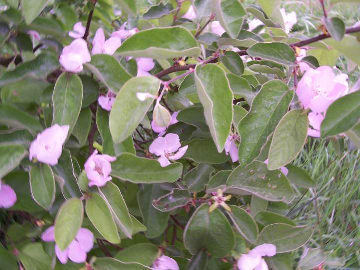 Pour que les fleurs comestibles ne cuisent pas
