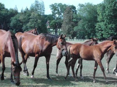 Cheval