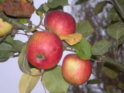 Flavonoïdes