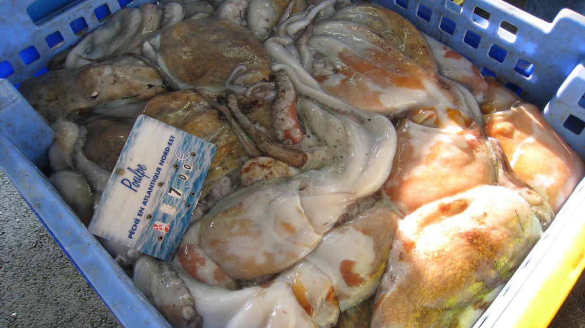 Comment préparer des poulpes ?
