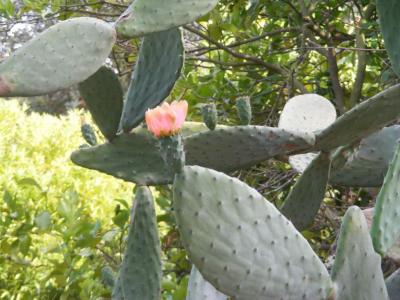 Nopales