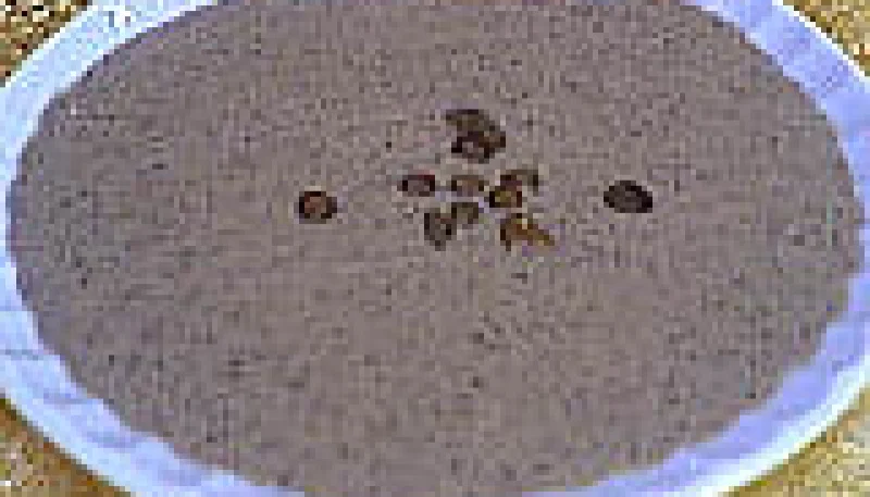 Coulis de lentilles