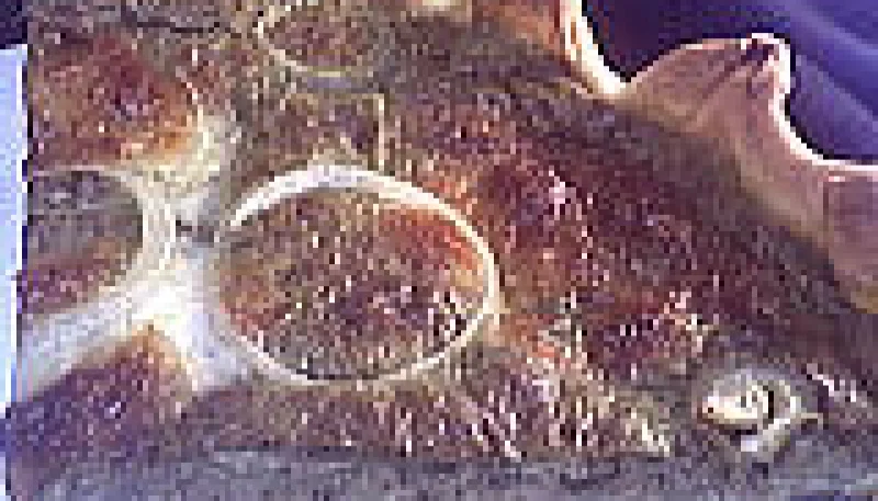 Flan à l'oseille et aux oignons
