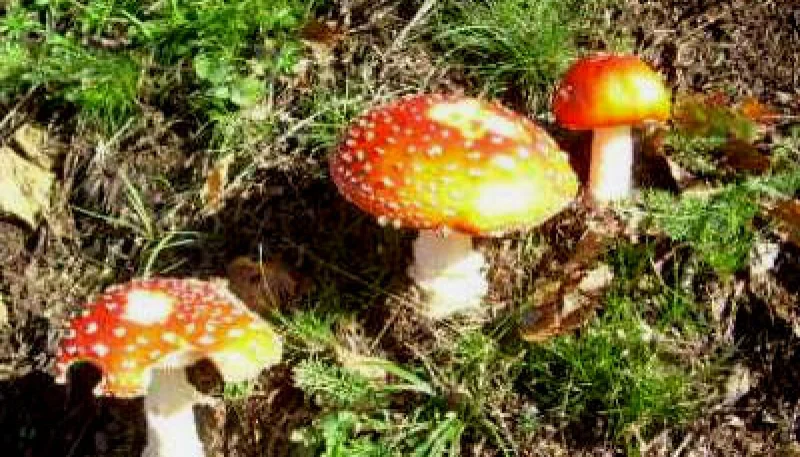 Amanite