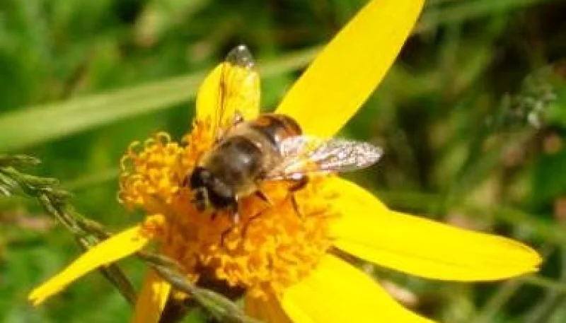 Arnica