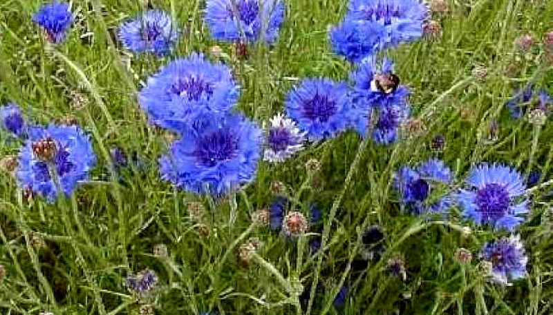 Bleuet