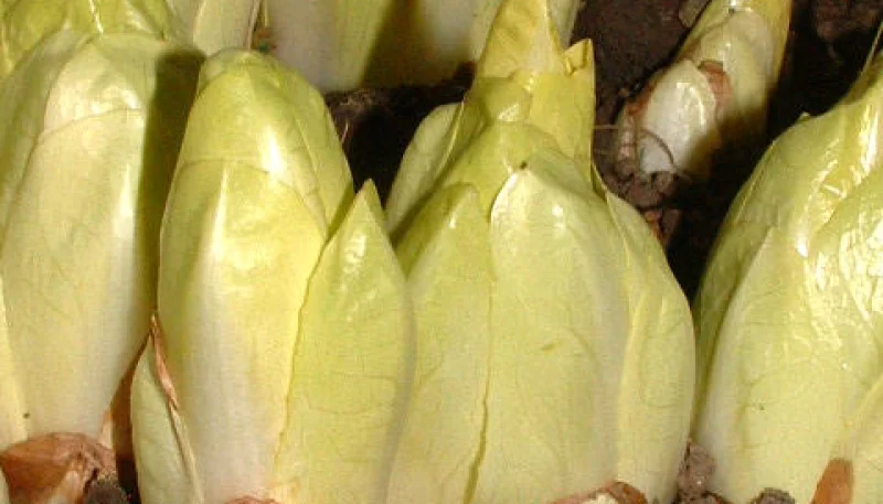 Naissance et culture de l'endive ou chicon