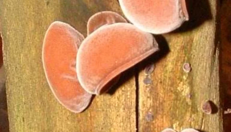 Champignon noir ou Oreille de Judas