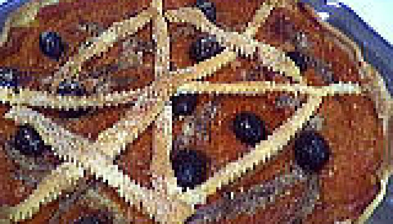 Tarte aux anchois