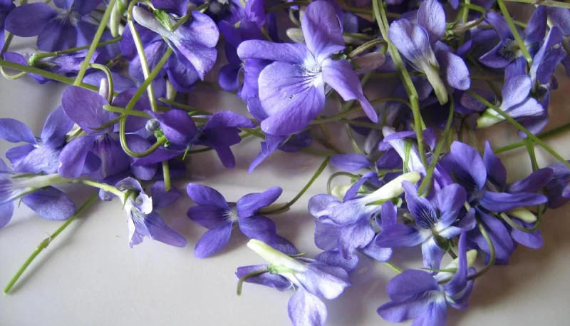Violette