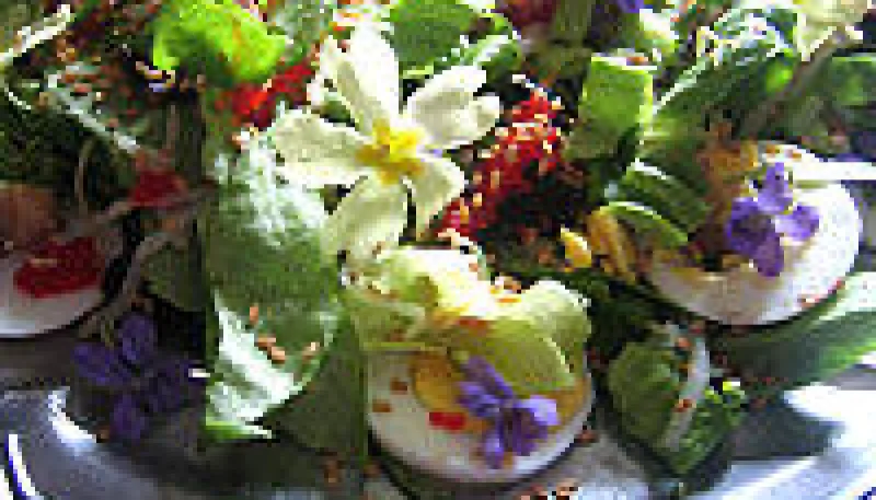 Violettes et primevères en salade