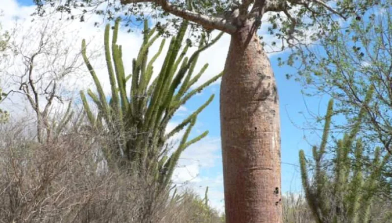Baobab