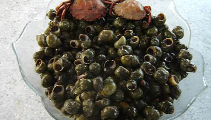 Bigorneau