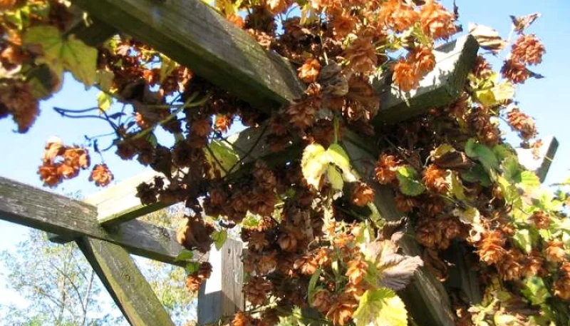 Houblon 