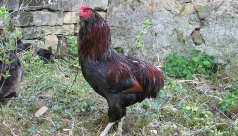 Coq 