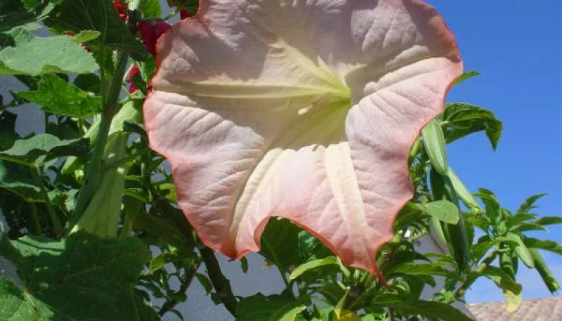 Datura