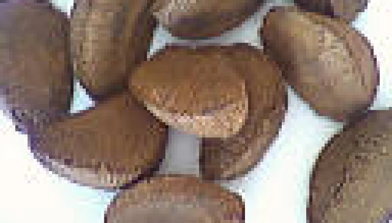 Noix du Brésil ou noix de Para 