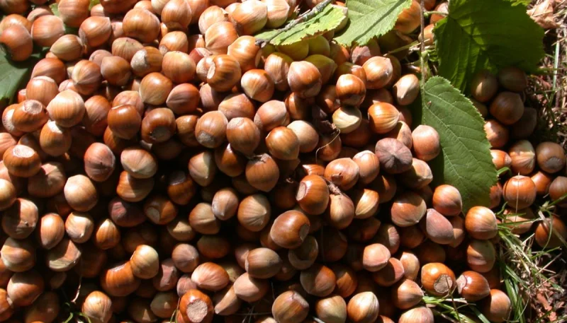 Noisette