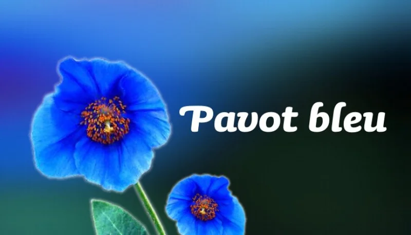 Pavot bleu