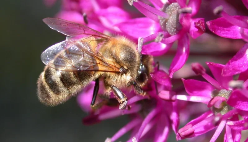 Apiculture-Apiculteur