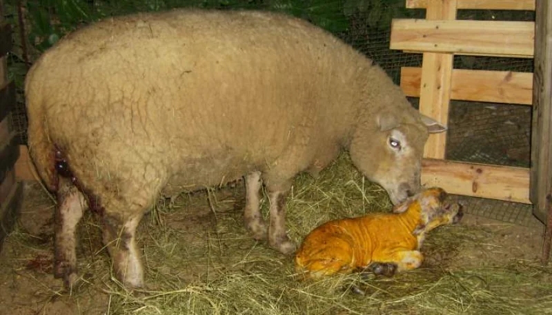 Mouton