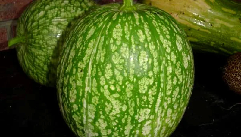 Courge de Siam