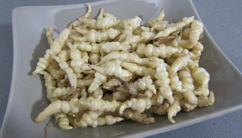 Crosnes