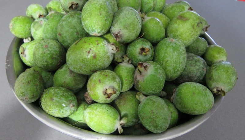 Feijoa