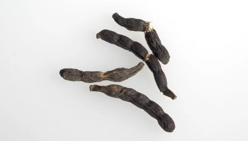 Xylopia aethiopica