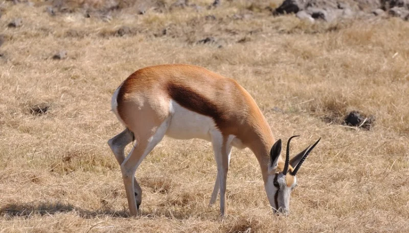 Antilope