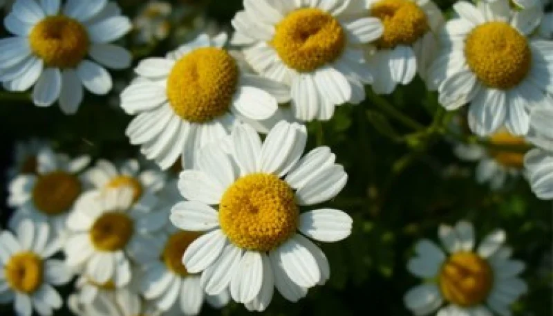 Camomille