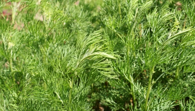 Aurone