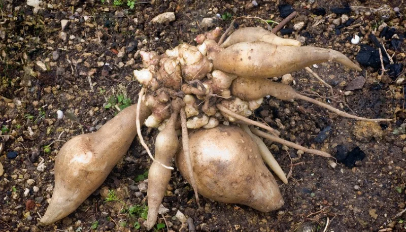 Poire de terre Cochet