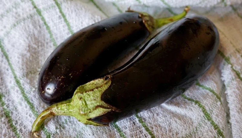 Aubergine