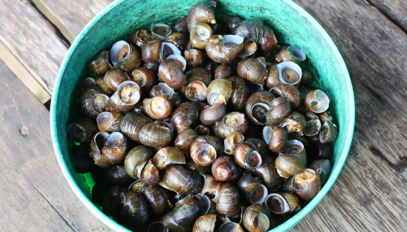 Bigorneaux au poivre noir