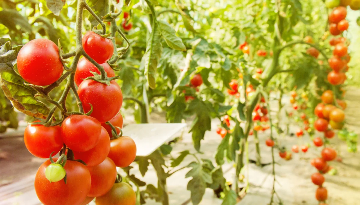 Comment bien choisir ses tomates : conseils et astuces pour une saveur optimale