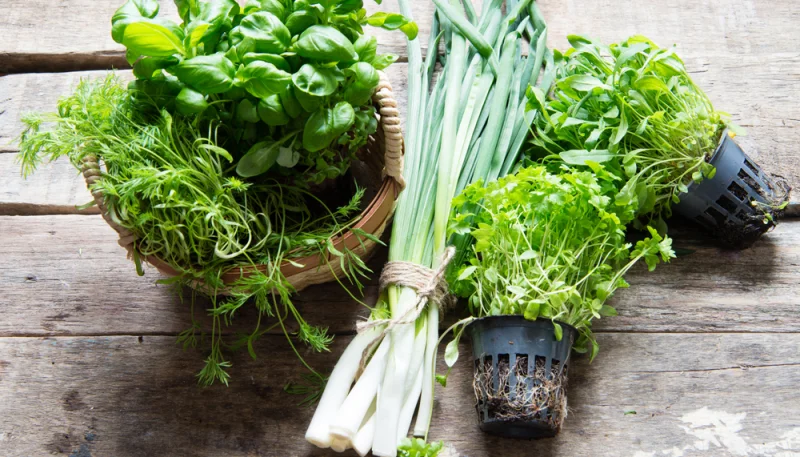 🌿 Les herbes aromatiques qui changent tout en cuisine (et comment les conserver plus longtemps)
