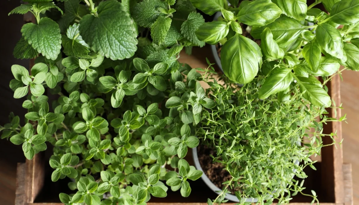 🪴 Herbes du balcon : lesquelles planter maintenant et comment les utiliser tout l'été