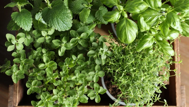 🪴 Herbes du balcon : lesquelles planter maintenant et comment les utiliser tout l'été