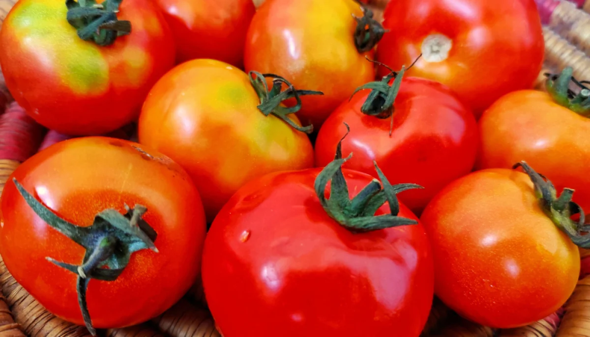 🍅 Tomates du jardin : 8 façons de les cuisiner autrement qu'en salade